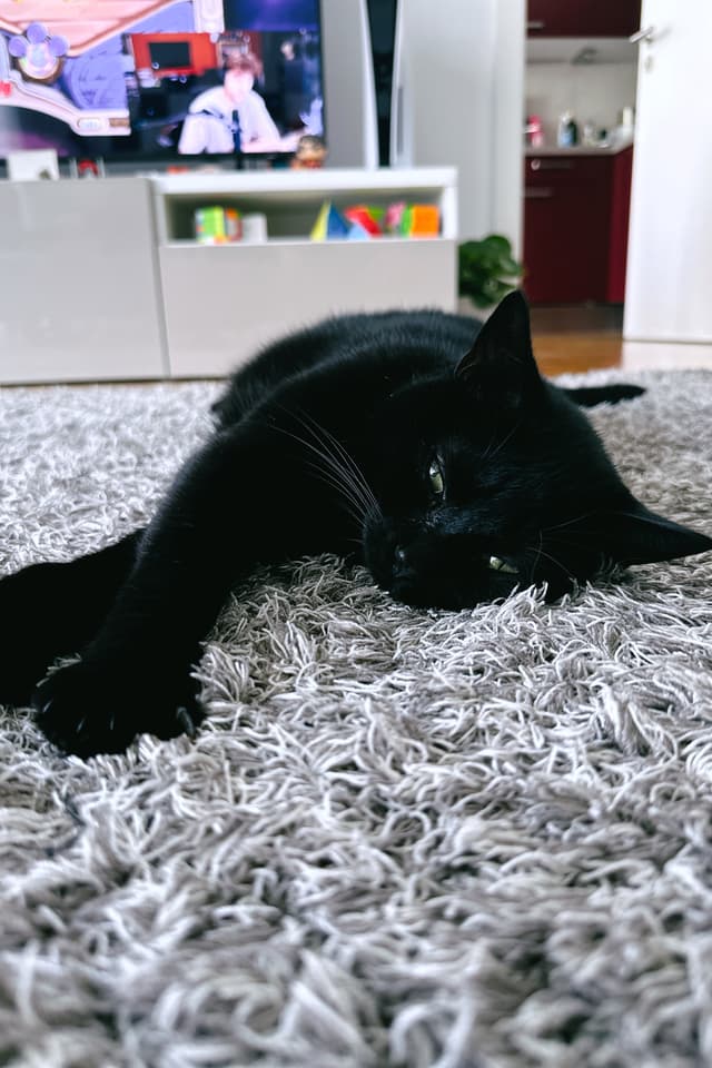 LazyKat
